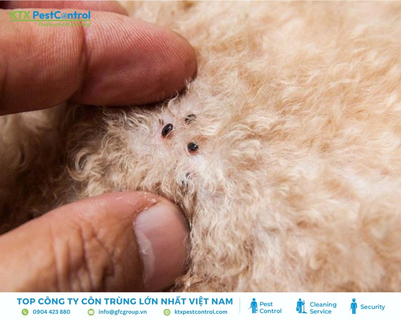 Bọ chét thường ký sinh trên cơ thể chó để hút máu và sinh sản