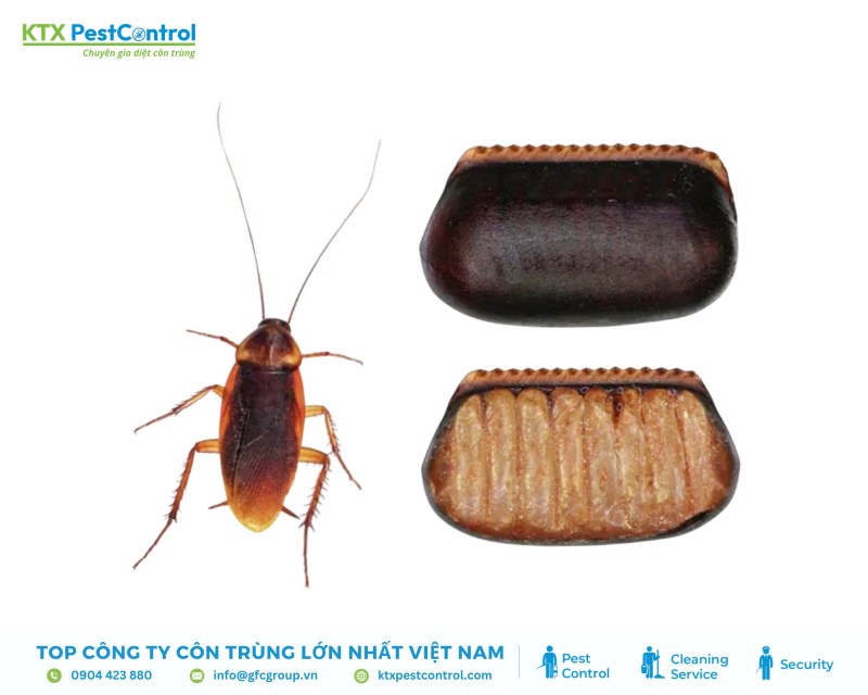 Vỏ trứng có dạng bầu dục, màu nâu và chứa nhiều ấu trùng gián bên trong
