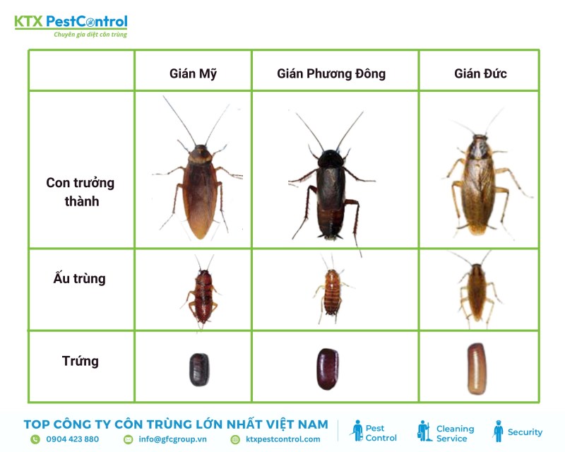 Các giai đoạn phát triển của gián mỹ, gián đức và gián phương đông