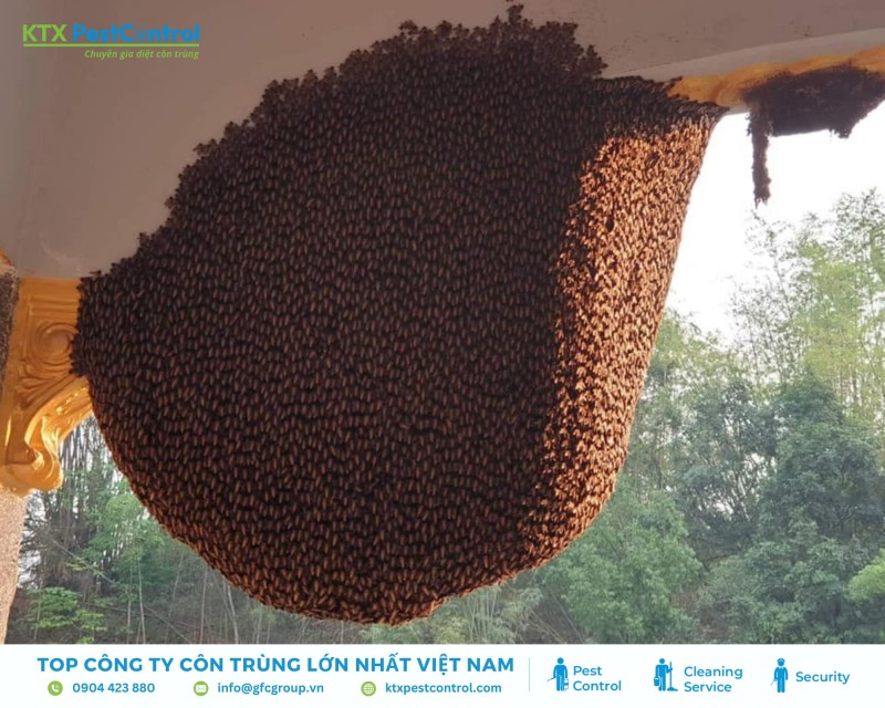 Tổ ong trong nhà gây nguy hiểm trực tiếp đến sức khỏe và an toàn của gia đình
